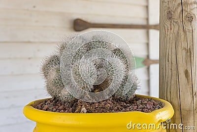 Round fluffy cacti in pots close . Fluffy cactus with a yellow pot Stock Photo