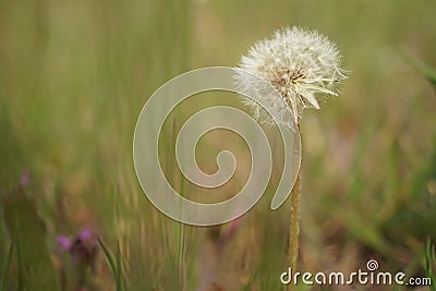 Round fluffy dandelion flower grow in spring garden, side view Stock Photo