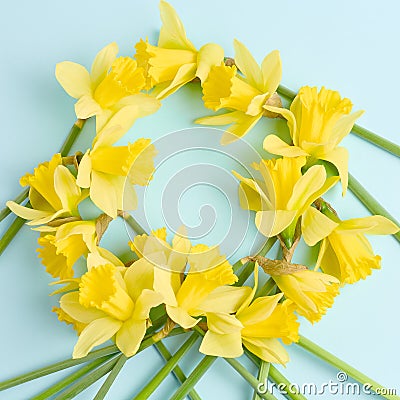 Round frame of yellow flowers on a blue background. beautiful spring flowers of daffodils. simple holiday layout. flat lay, top Stock Photo