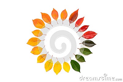 Round gradient frame made of colored autumn leaves isolated on white background. Top view, flat lay, copy space Stock Photo