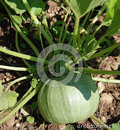 Round Green Courgette 1 Stock Photo