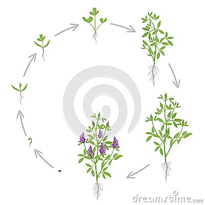 Round growth stages of Alfalfa plant. Vector flat illustration. Medicago sativa. Lucerne grown. Circular life cycle Cartoon Illustration