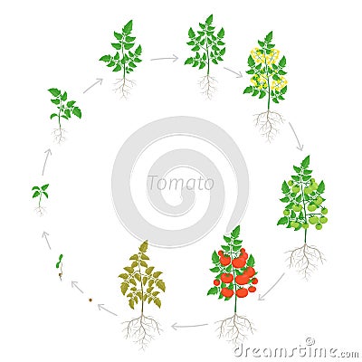 Round growth stages of red tomato cherry plant. Ripening period. Greenhouses circular life cycle of the small tomatoes Vector Illustration