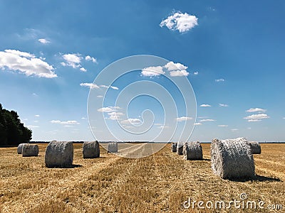 Round hay bale on a field. Collection of dry grass Stock Photo