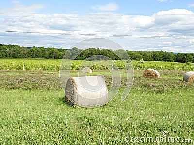 Round hay bales, clover and vineyard grape field Stock Photo