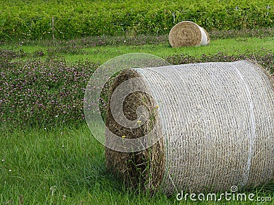 Wrapped round hay bales, clover and vineyard grapes Stock Photo