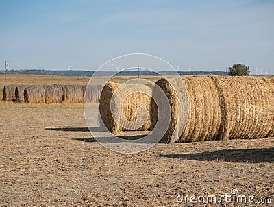 Round Hay Bales in Rows with Wind Turbines in the Distance Stock Photo