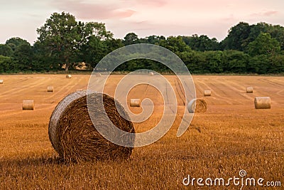Round hay bales at sunset on farmland in West Sussex, UK Stock Photo