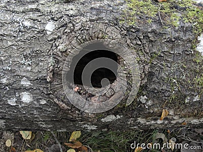 A round hollow in the trunk of an old tree. Abstract hollow of oak tree trunk . Cavity in an apple tree Stock Photo