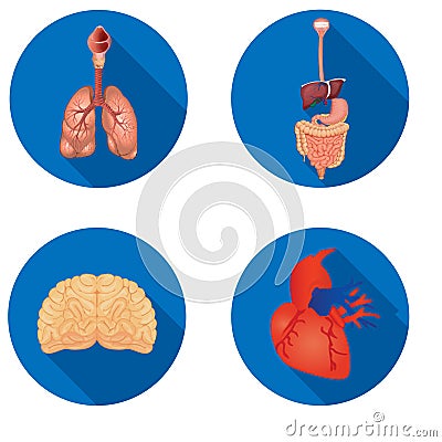 Round icons of internal human organs Flat design Stock Photo