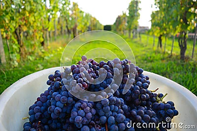 Round juicy red grapes, harvested fruits in the bin ready to become an amazing Italian wine. Green vineyard and grass background Stock Photo