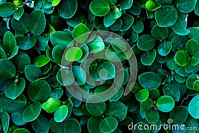 Round leaf ficus green leaves. Stock Photo