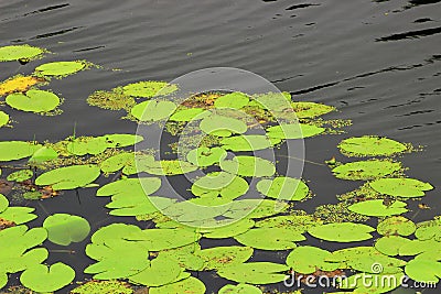 The round leaves of water lilies Stock Photo