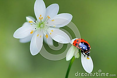 Round orange beetle on flower on green background in forest. Stock Photo