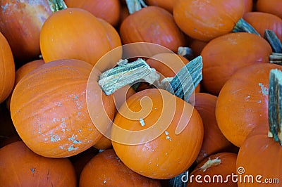 Round orange pumpkins in bulk at the farmers market Stock Photo