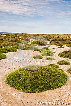 Round Patches of Grass in Saint Lucie Regional Natural Reserve Salines, Port-la-Nouvelle, France Stock Photo