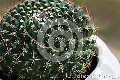 Round Pincushion Cactus Stock Photo