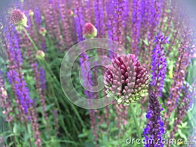 Round pink unopened inflorescence decorative onions on a background of lilac and pink flowers in the green grass. Stock Photo