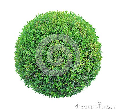 Round pom-pom shape clipped topiary tree isolated on white background for formal Japanese and English style artistic design garden Stock Photo