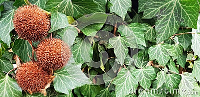 Panorama of prickly balls of chestnut. Stock Photo