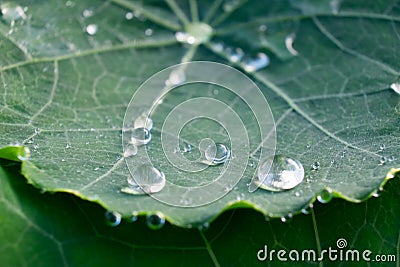 Round rain water droplets on green nasturtium leaf Stock Photo