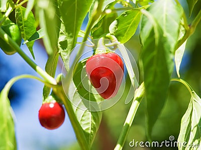 Round red chilli Stock Photo