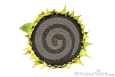 Round ripe sunflower full of black seeds on a white background Stock Photo