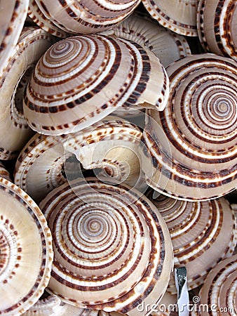 Round sea shells Stock Photo