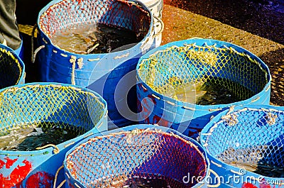 Several live fish in big drum buckets for sell at Thailand fish market. Stock Photo