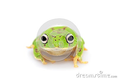 The round-snout pygmy frog on white Stock Photo