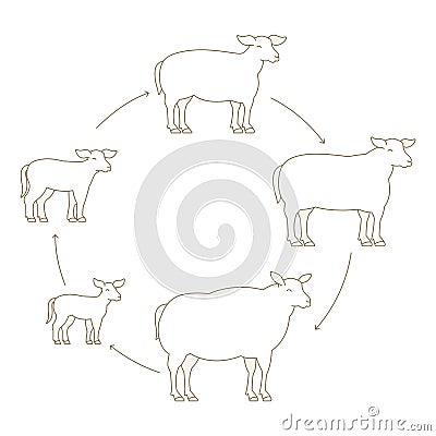 Round Stages of mutton growth set. Breeding ewe. Wool lamb production raising. Yeanling grow up animation circle progression. Cartoon Illustration