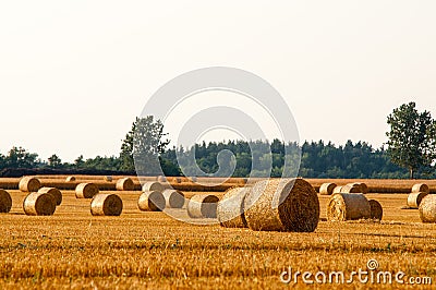 Round straw bales in harvested fields Stock Photo