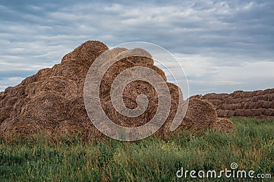 Round straw stacks. Haystacks lie in a high pile. Food for cattle, for horses Stock Photo