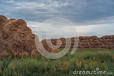 Round straw stacks. Haystacks lie in a high pile. Food for cattle, for horses Stock Photo