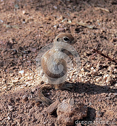 USA, Arizona: Round-tailed Ground Squirrel Stock Photo