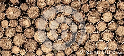 Round teak wood stump. Round teak woods trees circle stumps cutted group. Deforestation. Tree stumps background. Pieces Stock Photo