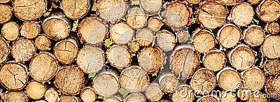 Round teak woods trees circle stumps cutted group. Deforestation. Tree stumps background. Pieces of teak wood stump Stock Photo