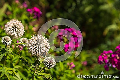 Round thistle flowers with a bumblebee, pink flowers in the blurred background Stock Photo