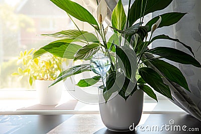 Round transparent self watering device globe inside potted peace lilies Spathiphyllum plant soil in home interior indoors. Stock Photo
