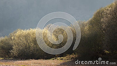 Round trees, Spain Stock Photo