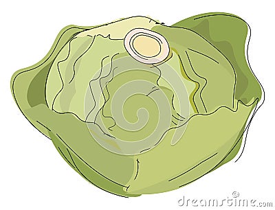 Image of cabbage, vector or color illustration Vector Illustration