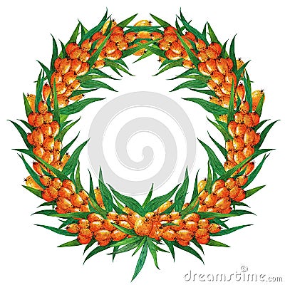 Round wreath of sea buckthorn. Hand drawn watercolor illustration isolated on white background. Garland of branches, ripe berries Cartoon Illustration