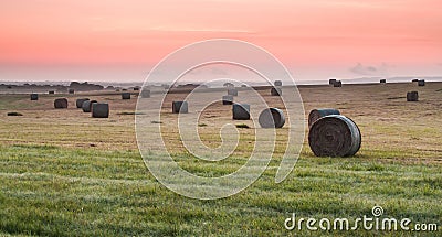 Round bales in a Texas hayfield at sunrise Stock Photo