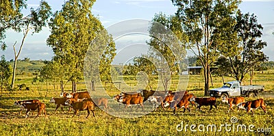 Rounding up the cattle Stock Photo