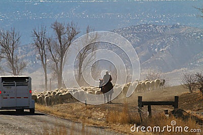 Roundup Near Loma Editorial Stock Photo