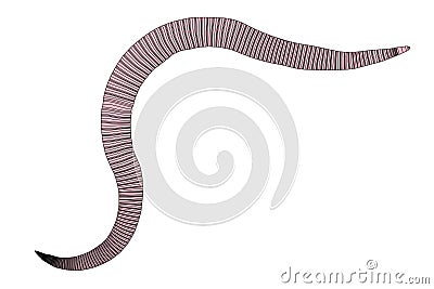 Roundworm Cartoon Illustration