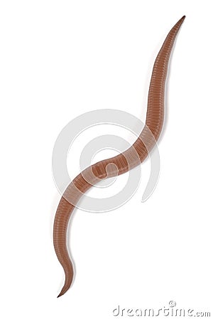 Roundworm Stock Photo