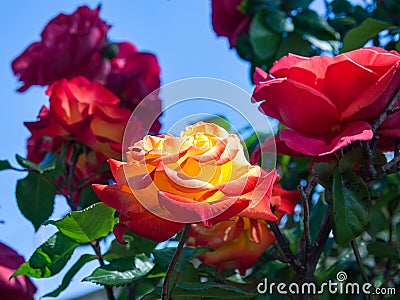 Rouse pink and orangw Stock Photo