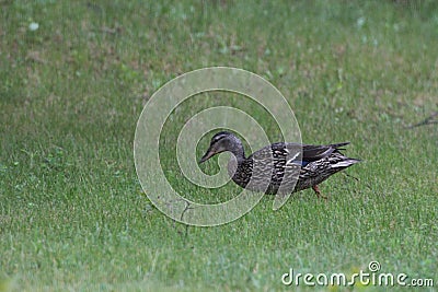 Female Mallard duck foraging Lake of the Woods Stock Photo