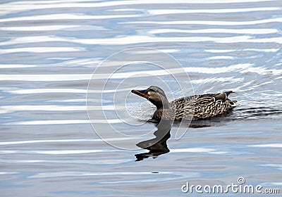 Female Mallard Duck looking for perfect nesting spot Stock Photo